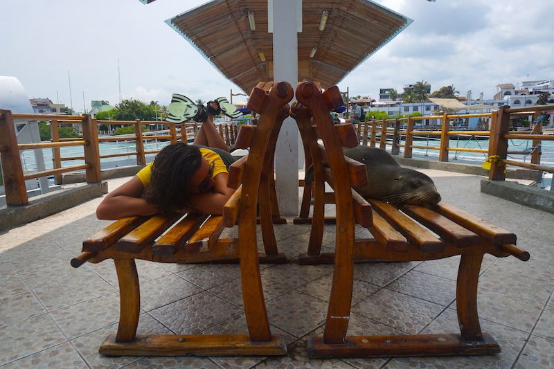 Lobo marino e Inês compartiendo siesta en banco en Puerto Ayora, Santa Cruz