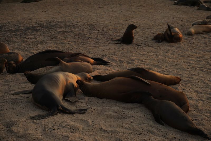 Lobos marinos, los perros de San Cristóbal